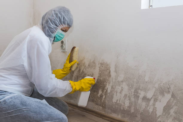 Best Mold Odor Removal Services  in Mercedes, TX